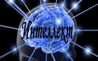 Эрудиция и интеллект в чем разница