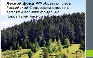 Что можно строить на землях лесного фонда