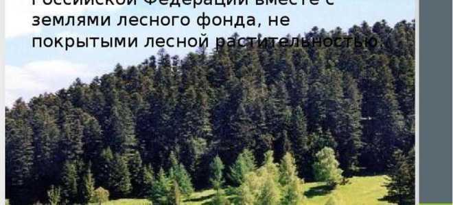 Что можно строить на землях лесного фонда