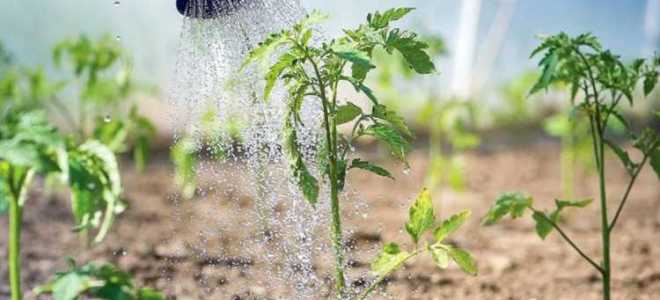 Коллективное садоводство и садоводство в чем разница