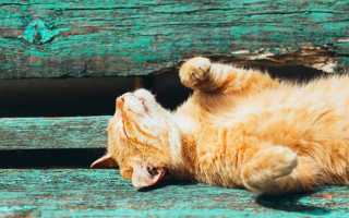 Что у котова с рукой утомленные солнцем