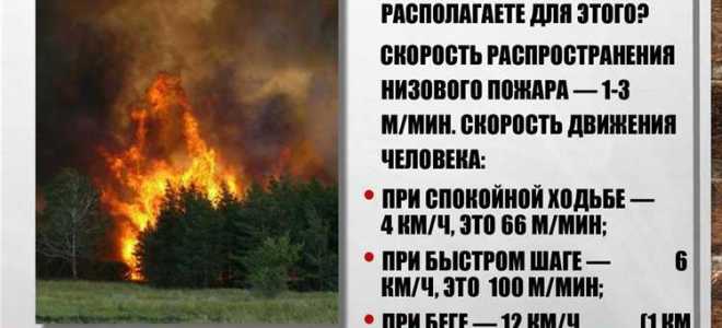 Кто тушит лесные пожары согласно законодательству
