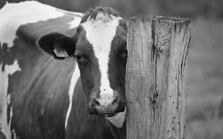 Кто виноват если ночью сбил корову