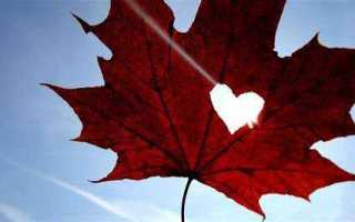 До какого возраста можно водить машину