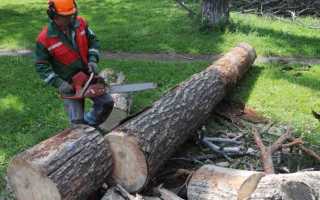 Что будет если спилить дерево в лесу