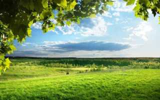 Лесной участок как объект лесных отношений