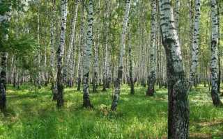 Как взять в аренду лесной участок