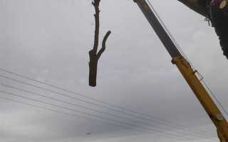 Как спилить дерево на своем участке по закону в снт