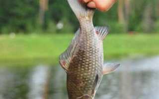 Как взять пруд в аренду для разведения рыбы