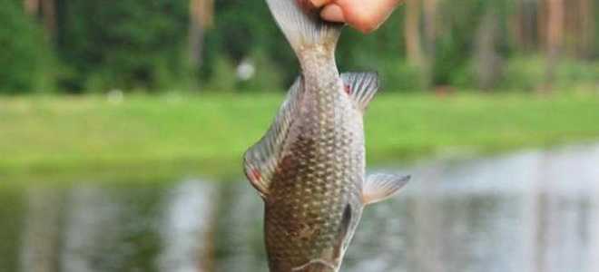 Как взять пруд в аренду для разведения рыбы