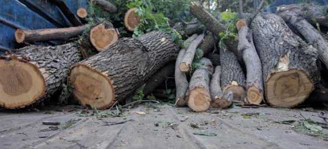 Как называется незаконная вырубка деревьев и кустарников
