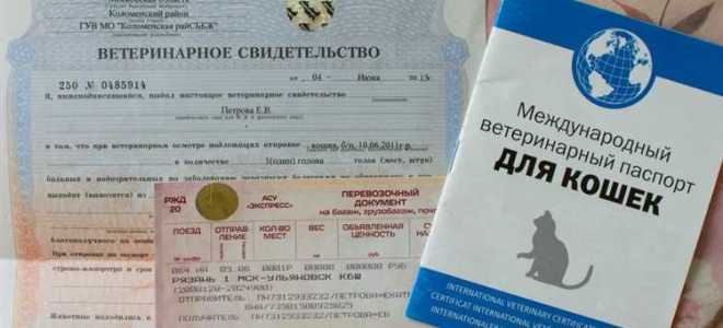 Как кота провозить в метро