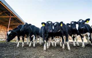 Сколько коров можно держать в частном доме по закону