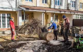 Куда жаловаться на вырубку деревьев в москве