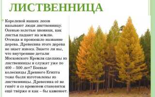 Лесосека и делянка в чем разница