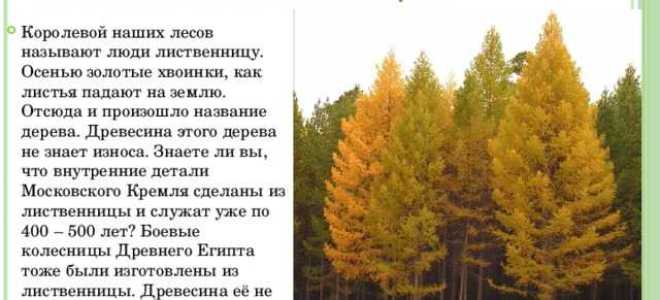 Лесосека и делянка в чем разница