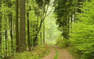 Какой вид деятельности является главным в использовании лесов