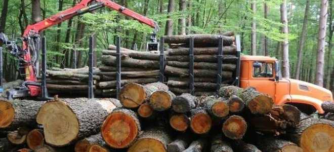 Какая ответственность предусмотрена за нарушение правил использования лесов