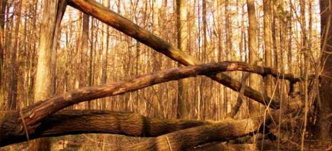 Что считается валежником по новому закону в лесу