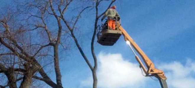 Какое дерево считается аварийным по закону