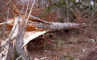 Как спилить дерево в городе не нарушая закон