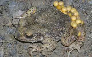 Бесхозные или бесхозяйные как правильно