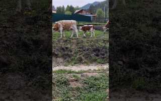 Чей теленок из простоквашино по гк