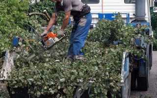 Как заставить администрацию спилить аварийное дерево