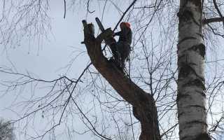 Какие деревья можно пилить без разрешения возле дома