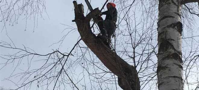 Какие деревья можно пилить без разрешения возле дома