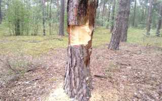 Как наказывается незаконная вырубка деревьев и кустарников