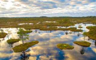 Как узнать болотистый участок или нет
