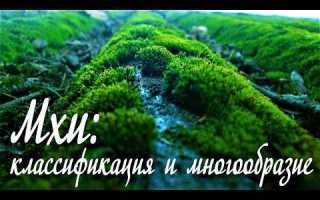 Мх1 и мх3 что это