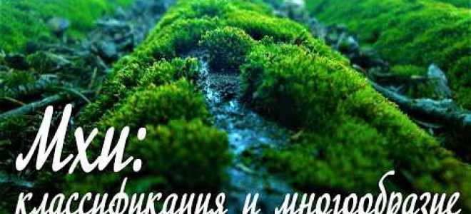 Мх1 и мх3 что это