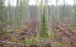 Рубка леса в защитных лесах когда можно