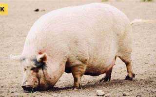 Единый сельскохозяйственный налог в какой бюджет