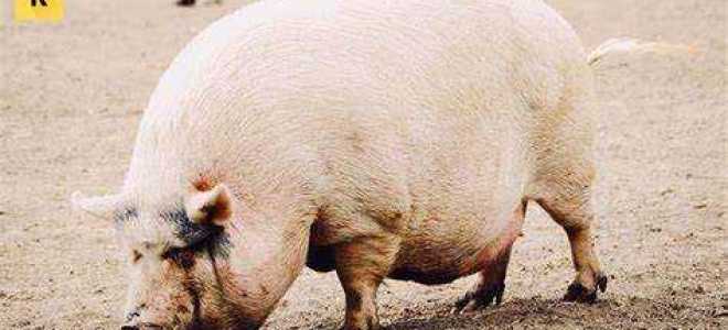 Единый сельскохозяйственный налог в какой бюджет