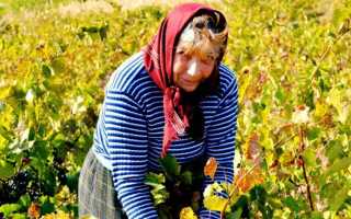 Для чего нужен реестр садоводов в снт