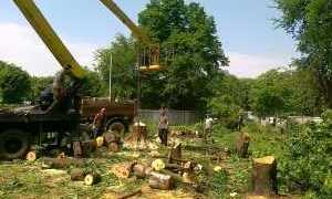 Что такое порубочный билет и для чего он нужен