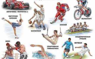 Что относится к категориям спортивной деятельности