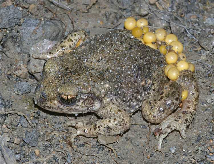 Бесхозные или бесхозяйные как правильно