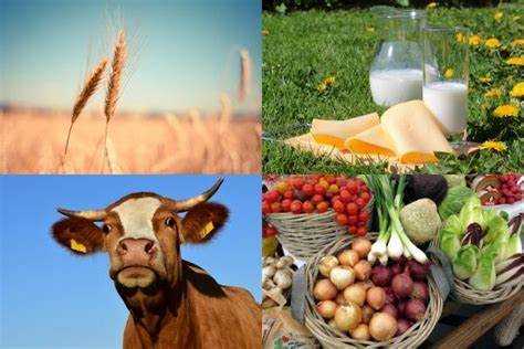 Продукция птицеводства: виды, качества и сферы применения