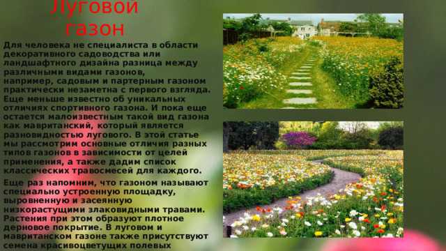 Какие насаждения считаются частью газона