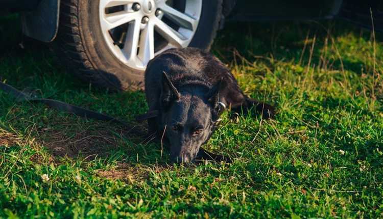 Что считается газоном при стоянке автотранспорта Что считается газоном при стоянке автотранспорта