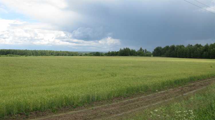 Варианты использования паев: аренда, обработка и продажа