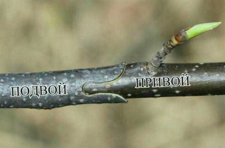 Роль ТСН в управлении земельными участками и общими территориями