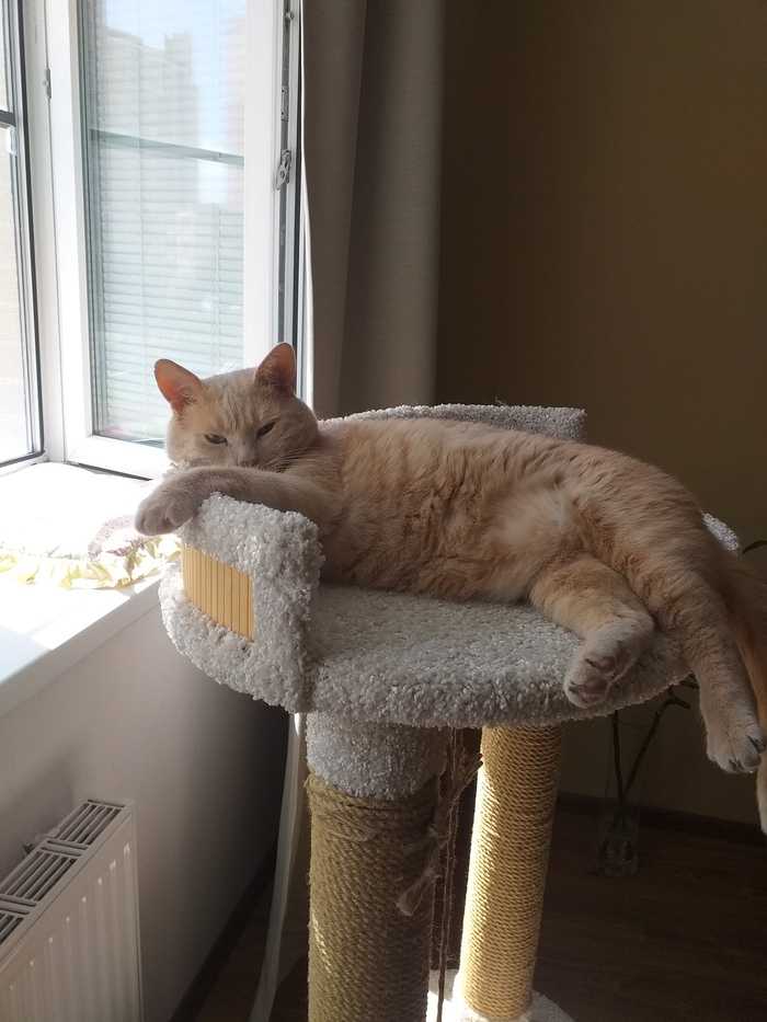 Могла ли травма быть физической или психосоматической