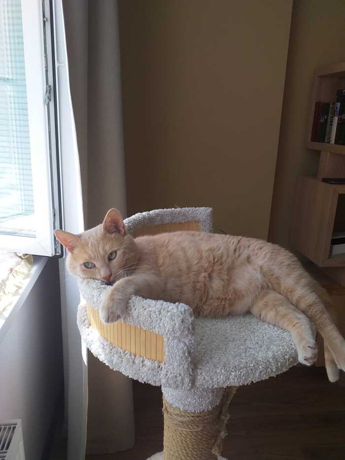 Есть ли подтверждение травмы руки в сценарии или интервью Михалкова