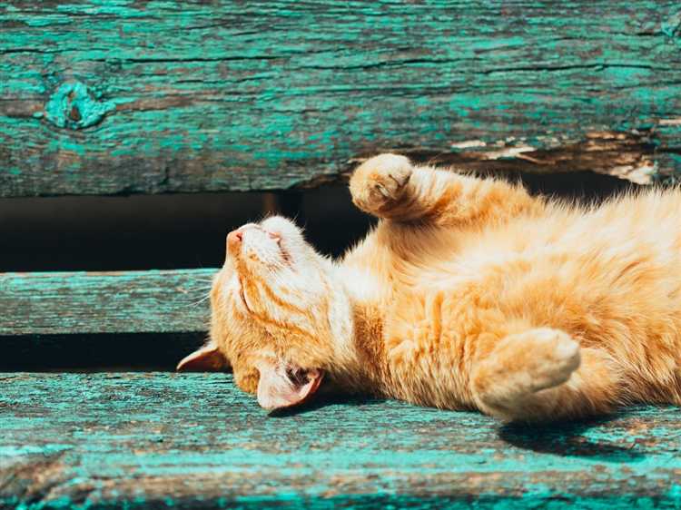 Что у котова с рукой утомленные солнцем Что у котова с рукой утомленные солнцем