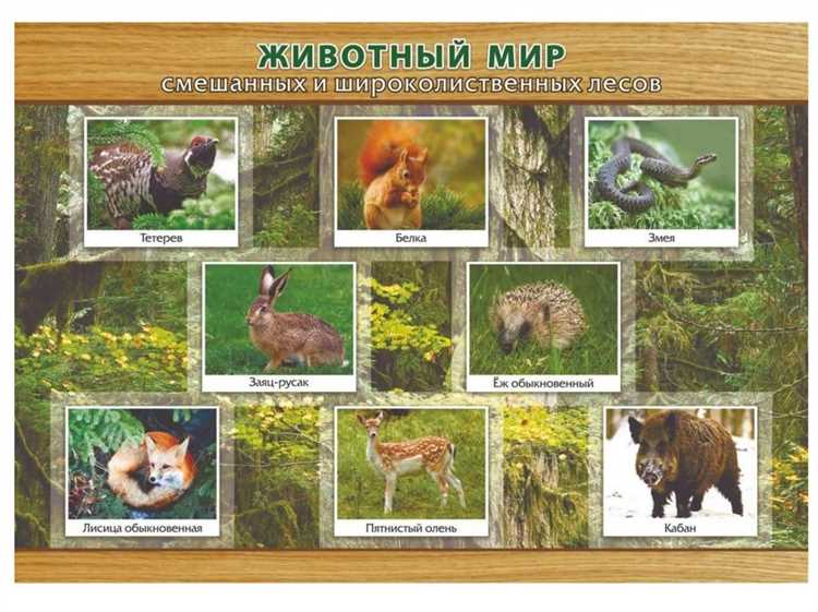 Особенности растительного состава в зонах противоэрозионных лесов